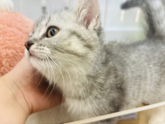 スコティッシュフォールド