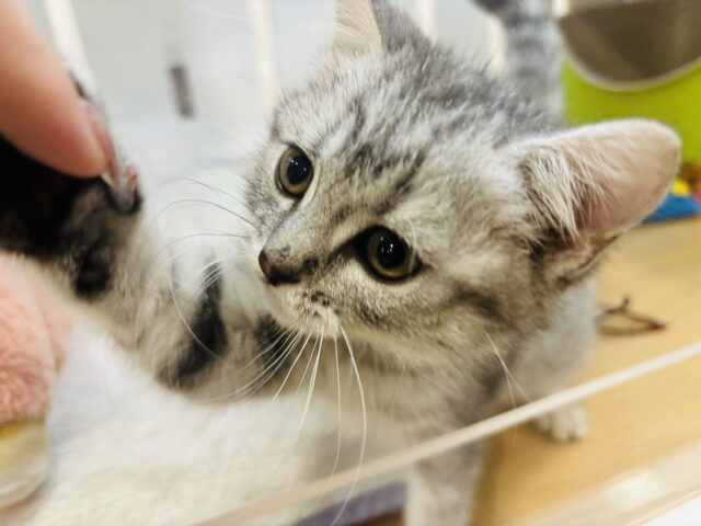 スコティッシュフォールド