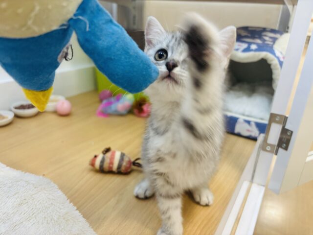 スコティッシュフォールド