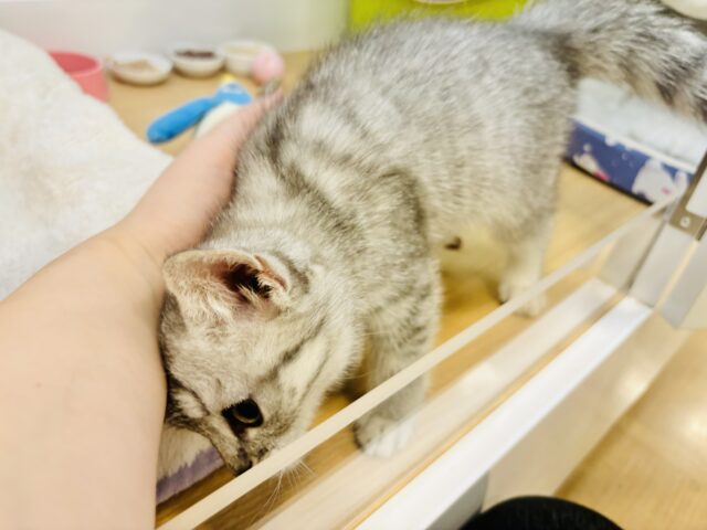 スコティッシュフォールド