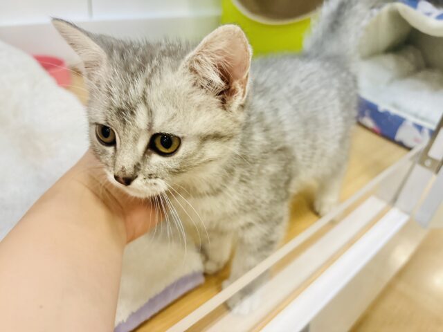 スコティッシュフォールド