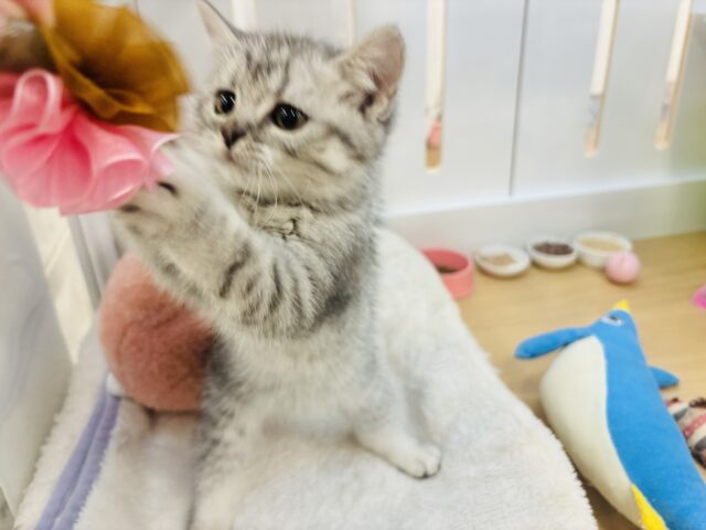 スコティッシュフォールド