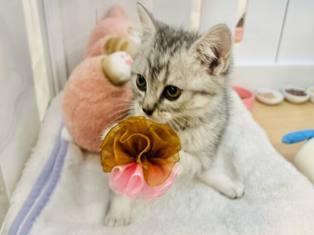 スコティッシュフォールド