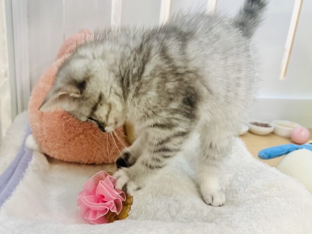 スコティッシュフォールド