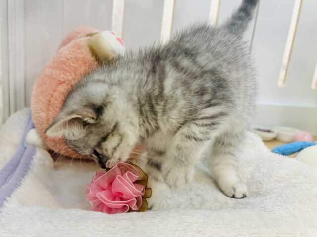 スコティッシュフォールド