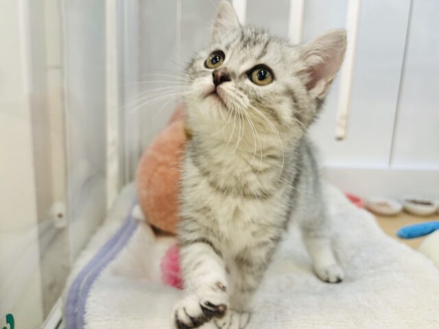 スコティッシュフォールド