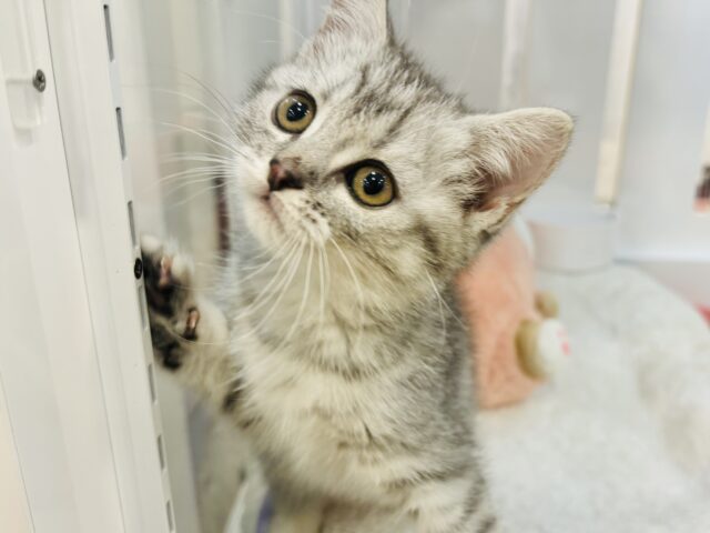 スコティッシュフォールド