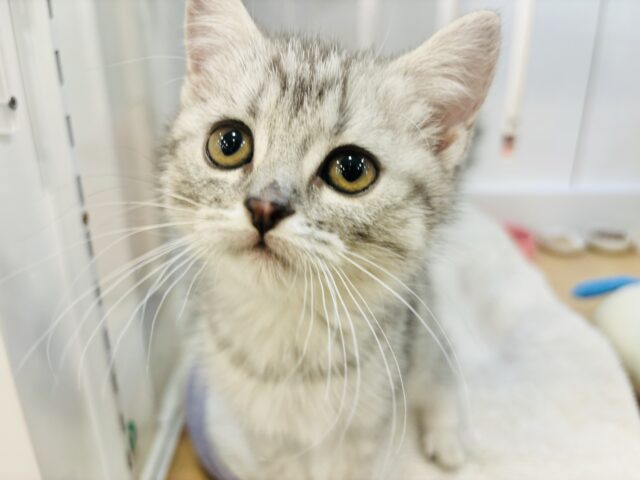 スコティッシュフォールド