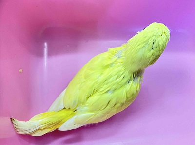 おチビちゃんからのお迎えはいかが? セキセイインコルチノーさん💖 セキセイインコ