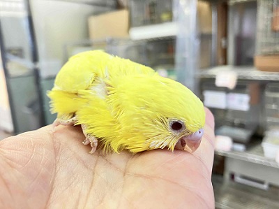 おチビちゃんからのお迎えはいかが? セキセイインコルチノーさん💖 セキセイインコ