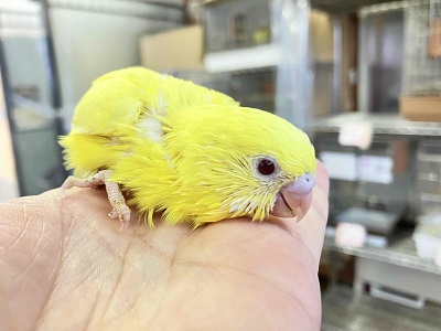 おチビちゃんからのお迎えはいかが? セキセイインコルチノーさん💖 セキセイインコ