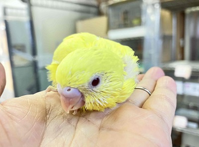 おチビちゃんからのお迎えはいかが? セキセイインコルチノーさん💖 セキセイインコ
