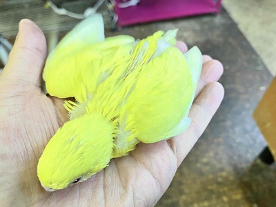 おチビちゃんからのお迎えはいかが? セキセイインコルチノーさん💖 セキセイインコ