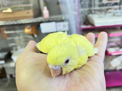 おチビちゃんからのお迎えはいかが? セキセイインコルチノーさん💖 セキセイインコ