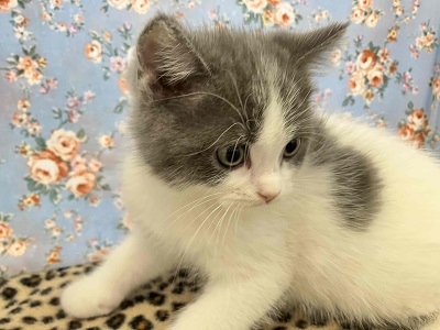 ブリティッシュショートヘア