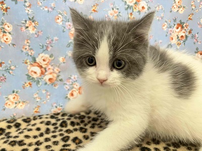 ブリティッシュショートヘア