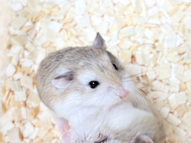 ロボロフスキーハムスター