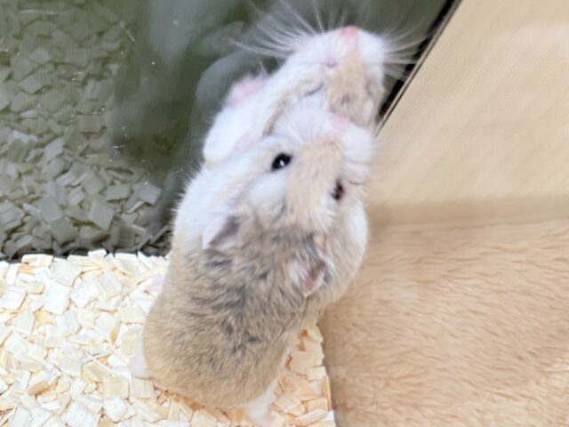 ロボロフスキーハムスター