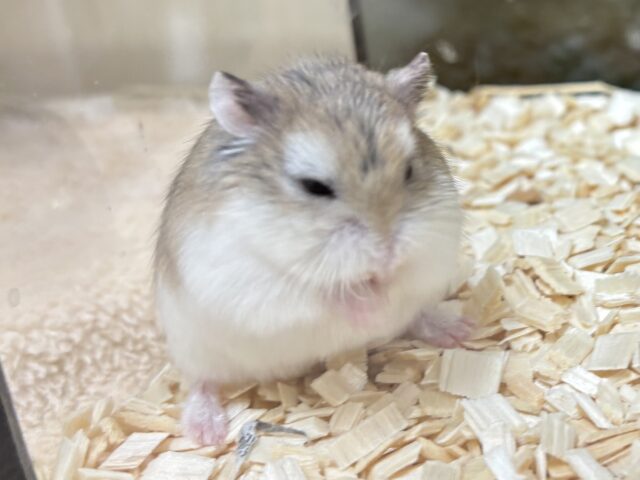 ロボロフスキーハムスター