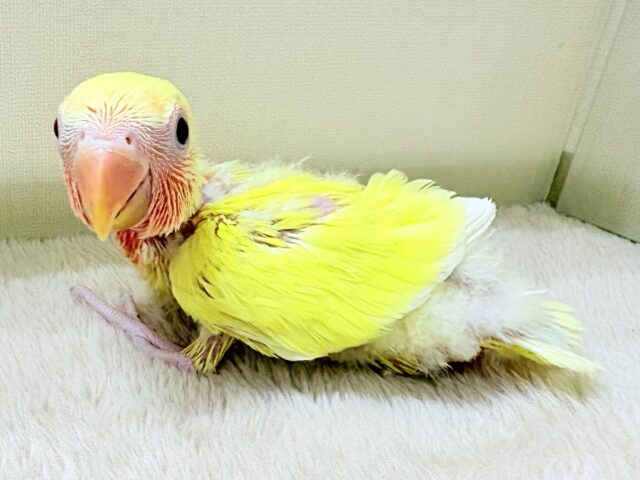 コザクラインコ（小桜インコ）