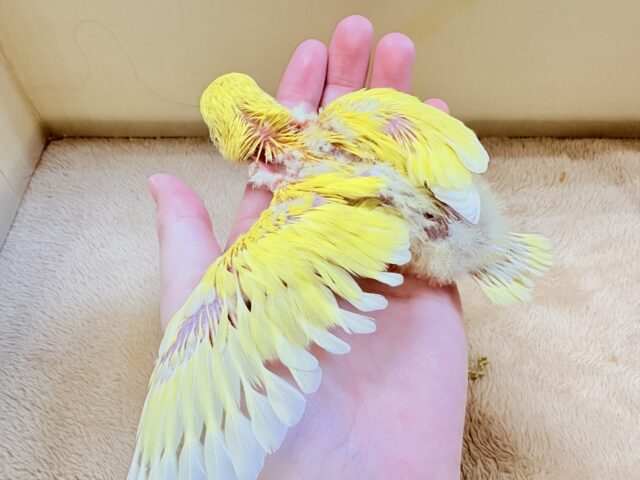 コザクラインコ（小桜インコ）