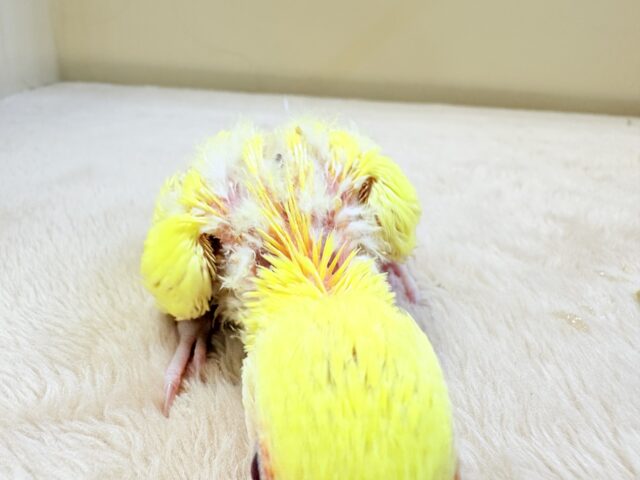 コザクラインコ（小桜インコ）