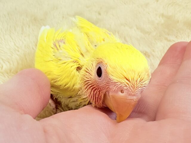 コザクラインコ（小桜インコ）