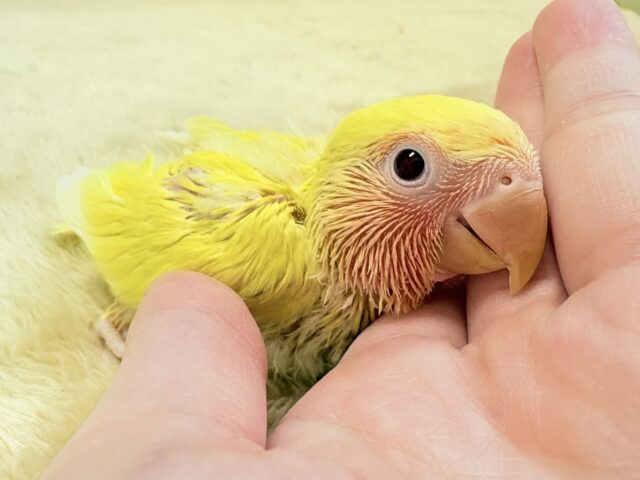 コザクラインコ（小桜インコ）