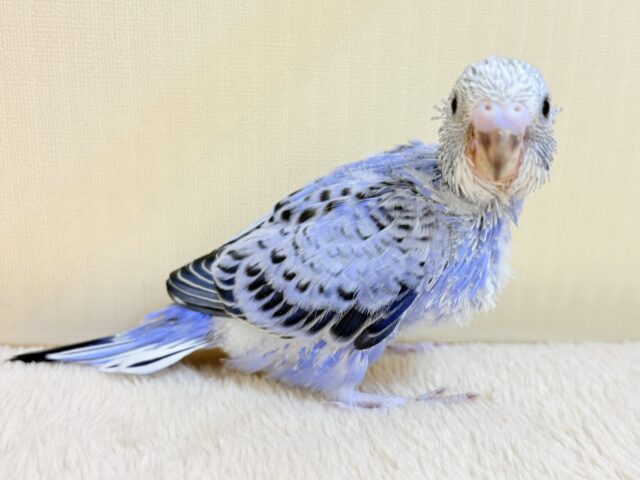 セキセイインコ