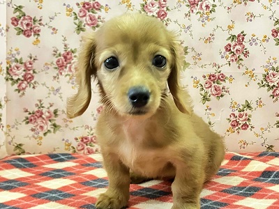 へなちょこ感満載⁉可愛いダックス入舎だよ♪ ミニチュアダックス