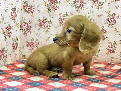 ミニチュアダックス