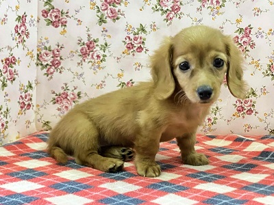 へなちょこ感満載⁉可愛いダックス入舎だよ♪ ミニチュアダックス