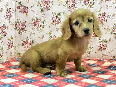 へなちょこ感満載⁉可愛いダックス入舎だよ♪ ミニチュアダックス