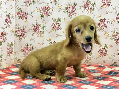 へなちょこ感満載⁉可愛いダックス入舎だよ♪ ミニチュアダックス