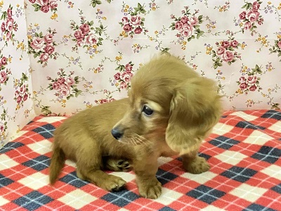 へなちょこ感満載⁉可愛いダックス入舎だよ♪ ミニチュアダックス