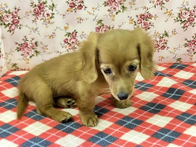 へなちょこ感満載⁉可愛いダックス入舎だよ♪ ミニチュアダックス