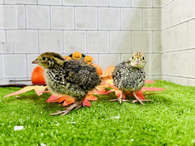 コロコロBABY ウズラ 並ウズラ