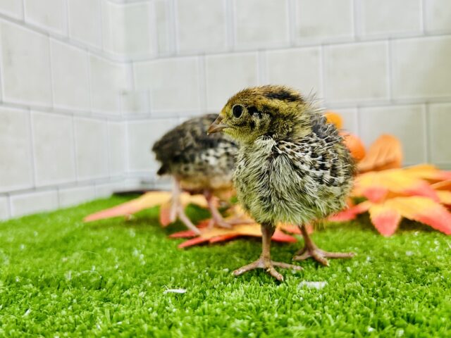 コロコロBABY ウズラ 並ウズラ