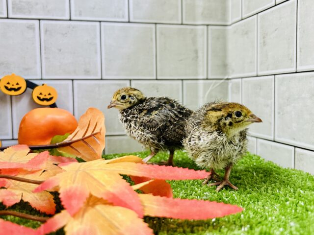 コロコロBABY ウズラ 並ウズラ