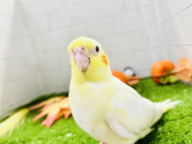 オカメインコ