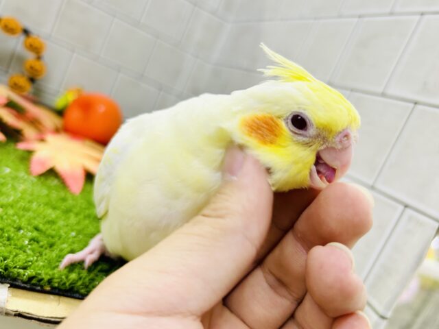 オカメインコ