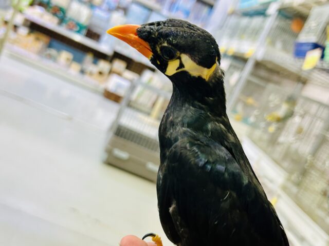 九官鳥（キュウカンチョウ）