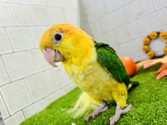 シロハラインコ