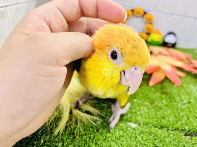 シロハラインコ