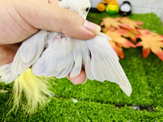 コザクラインコ（小桜インコ）