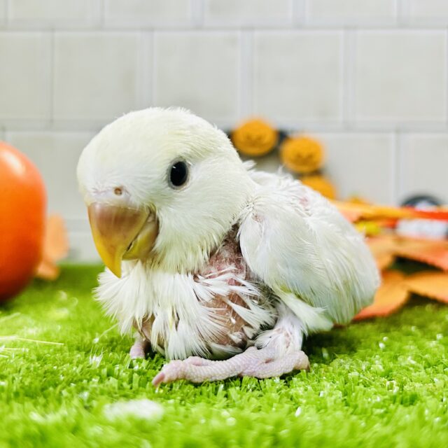 コザクラインコ（小桜インコ）