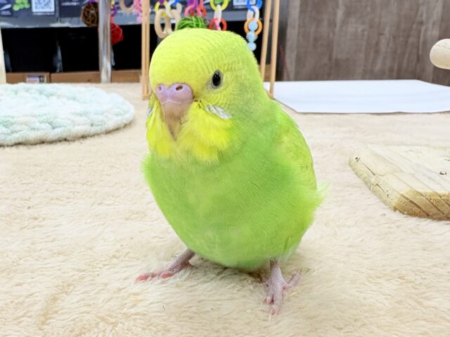 セキセイインコ