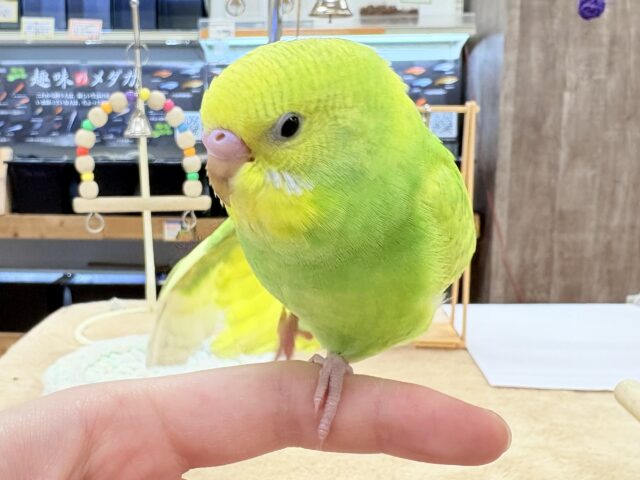 セキセイインコ