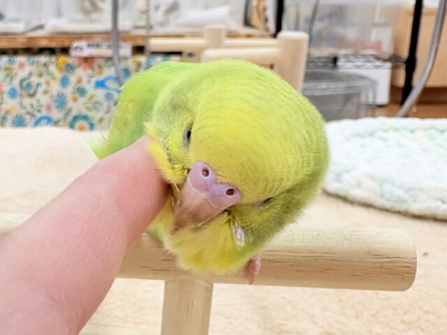 セキセイインコ