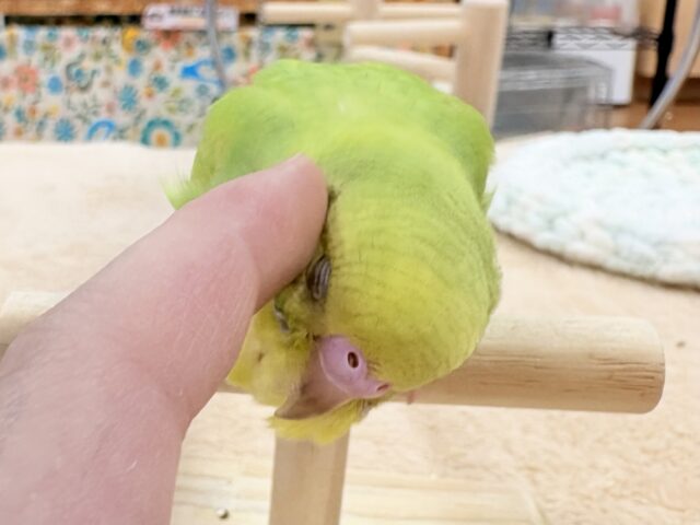 セキセイインコ